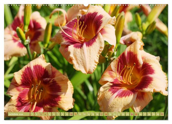 Produktbild: Lys d'un jour (Calendrier mural 2026 DIN A2 vertical) calendrier de bureau
