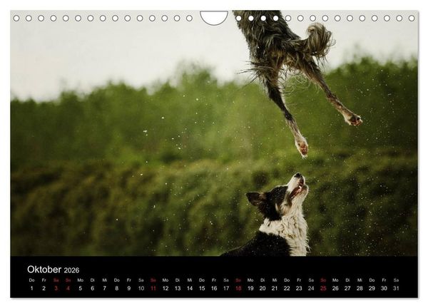 Produktbild: Der Bordercollie-Kalender (Wandkalender 2026 DIN A4 quer), CALVENDO Monatskalender