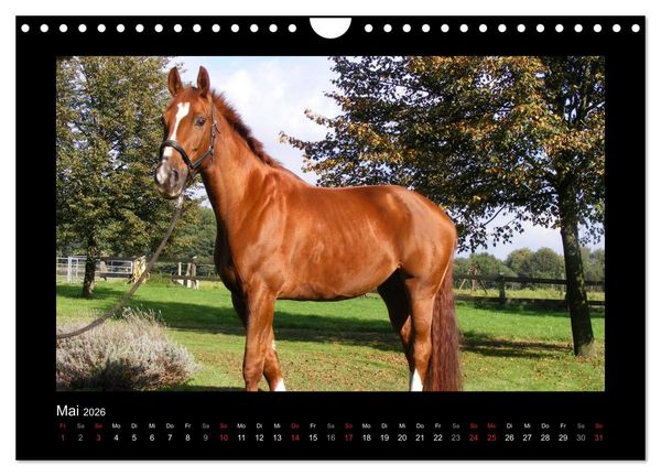 Produktbild: Zauberhafte Pferde (Wandkalender 2026 DIN A4 quer), CALVENDO Monatskalender