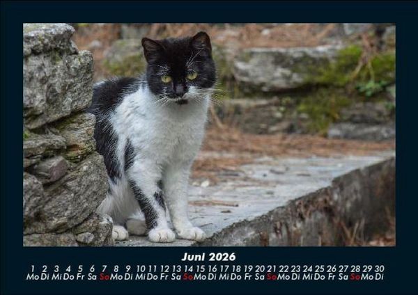 Produktbild: Tiere in der Wildnis 2026 Fotokalender DIN A5