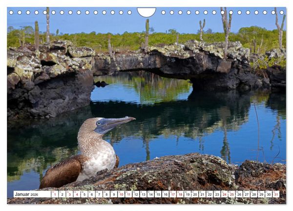 Produktbild: Gal&aacute;pagos - Die verwunschenen Inseln (Wandkalender 2026 DIN A4 quer), CALVENDO Monatskalender