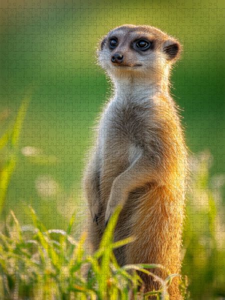 Produktbild: CALVENDO Puzzle Ein Motiv aus dem Kalender W&auml;chter der W&uuml;ste | 1000 Teile Lege-Gr&ouml;&szlig;e 64x48cm Foto-Puzzle f&uuml;r gl&uuml;ckliche Stunden