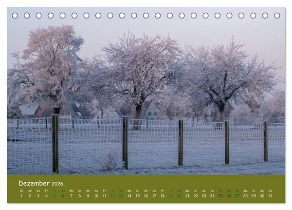 Produktbild: Steink&auml;uze (Athene noctua) (Tischkalender 2026 DIN A5 quer), CALVENDO Monatskalender