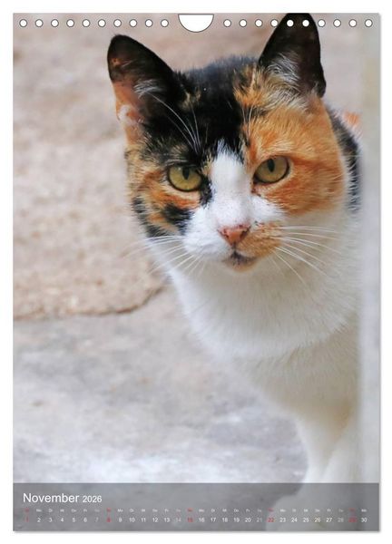 Produktbild: KATZEN AUGEN BLICKE (Wandkalender 2026 DIN A4 hoch), CALVENDO Monatskalender
