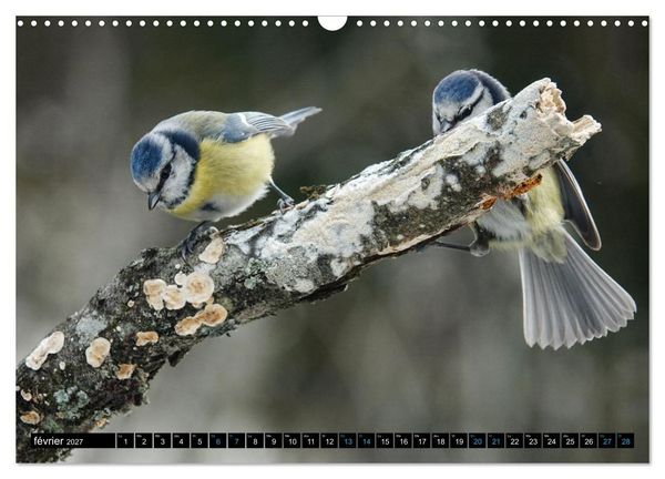 Produktbild: Mes anges bleus en &Icirc;le-de-France (Calendrier mural 2027 DIN A3 vertical), CALVENDO calendrier mensuel