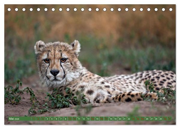 Produktbild: Afrikas Tierwelt - Geparde (Tischkalender 2026 DIN A5 quer), CALVENDO Monatskalender