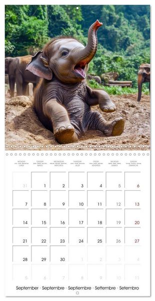 Produktbild: Baby Elephant Adventures (Wall Calendar 2026 12 &times; 12 Inch) CALVENDO 12 Month Wall Calendar