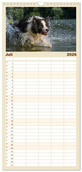 Produktbild: Familienplaner 2026 - Border Collie 2026 mit 5 Spalten (Wandkalender, 21 x 45 cm) CALVENDO