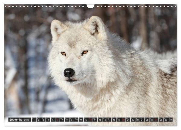 Produktbild: W&ouml;lfe. Graue Eminenzen (Wandkalender 2026 DIN A3 quer), CALVENDO Monatskalender