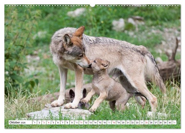 Produktbild: Emotionale Momente: Raubtiere in Deutschland (Wandkalender 2026 DIN A2 quer), CALVENDO Monatskalender