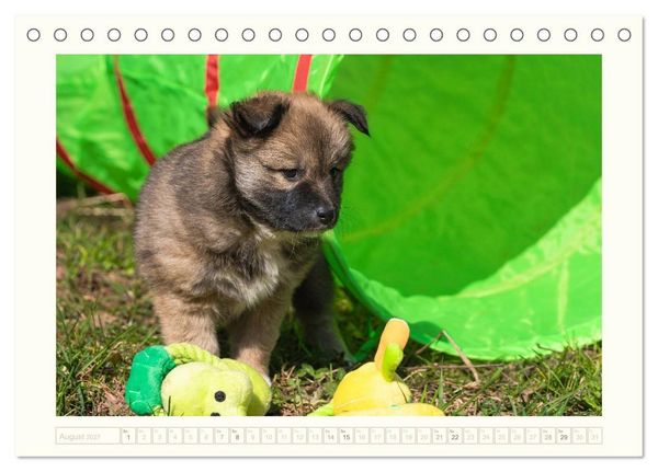 Produktbild: Kleine Islandhunde entdecken die Welt (Tischkalender 2027 DIN A5 quer), CALVENDO Monatskalender