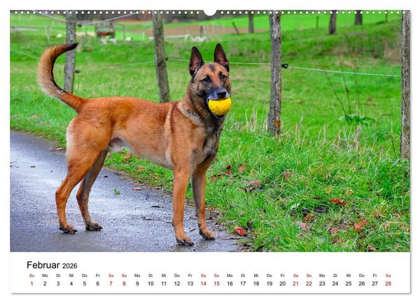 Produktbild: Malinois - Wahnsinn auf vier Pfoten (hochwertiger Premium Wandkalender 2026 DIN A2 quer), Kunstdruck in Hochglanz