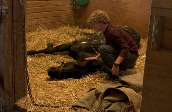 Produktbild: Black Beauty - Die Legende lebt weiter