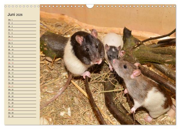 Produktbild: Ratten. Gelehrige Haustiere (Wandkalender 2026 DIN A3 quer), CALVENDO Monatskalender
