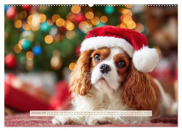 Produktbild: Cavalier King Charles Spaniel. Die lustigsten Cavalier Momente des Jahres. (Wandkalender 2026 DIN A2 quer), CALVENDO Monatskalender