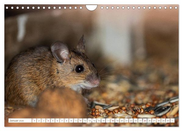 Produktbild: Die Maus im Vogelhaus (Wandkalender 2026 DIN A4 quer), CALVENDO Monatskalender