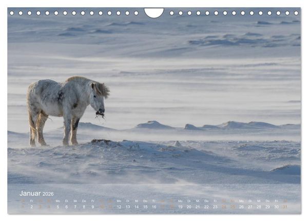 Produktbild: Islandpferde - Der T&ouml;lt Kalender (Wandkalender 2026 DIN A4 quer), CALVENDO Monatskalender
