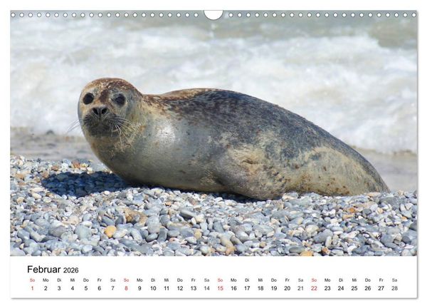 Produktbild: Das Leben der Robben (Wandkalender 2026 DIN A3 quer), CALVENDO Monatskalender