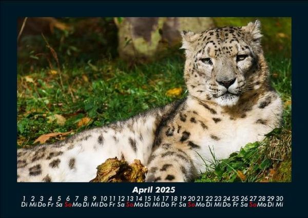 Produktbild: Welt der Tiere 2025 Fotokalender DIN A5