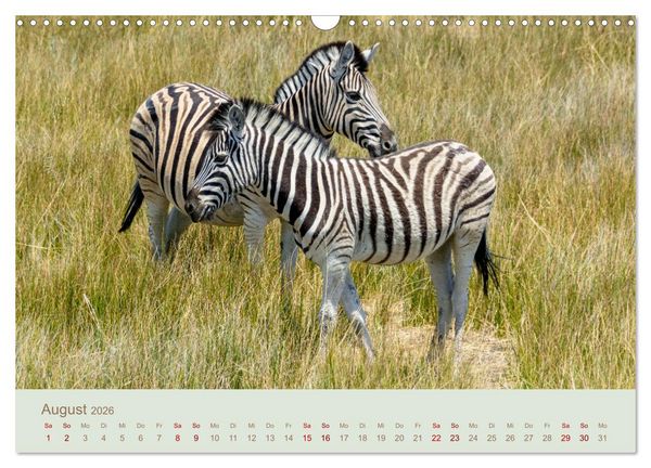 Produktbild: Zebras in Afrika (Wandkalender 2026 DIN A3 quer), CALVENDO Monatskalender