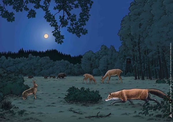 Produktbild: So leben die Tiere in der Nacht. Kamishibai Bildkartenset