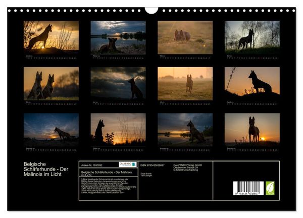 Belgische Schäferhunde - Der Malinois im Licht (Wandkalender 2025 DIN A3 quer), CALVENDO Monatskalender