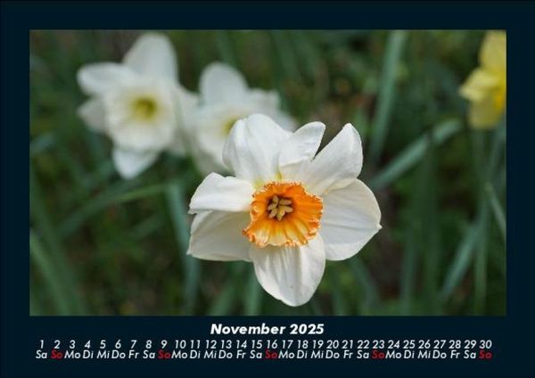Produktbild: Blumentr&auml;ume 2025 Fotokalender DIN A5