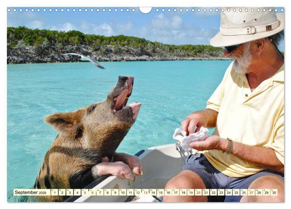 Produktbild: Schwimmende Schweine (Wandkalender 2026 DIN A3 quer), CALVENDO Monatskalender