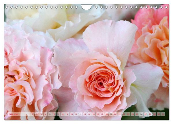 Produktbild: Stolze Rosen (Wandkalender 2026 DIN A4 quer), CALVENDO Monatskalender
