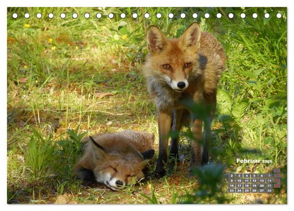 Produktbild: Familie Fuchs hautnah in Berlin (Tischkalender 2026 DIN A5 quer), CALVENDO Monatskalender