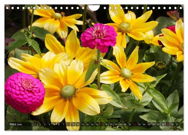 Produktbild: Sonnenhut im Garten (Wandkalender 2026 DIN A4 quer), CALVENDO Monatskalender