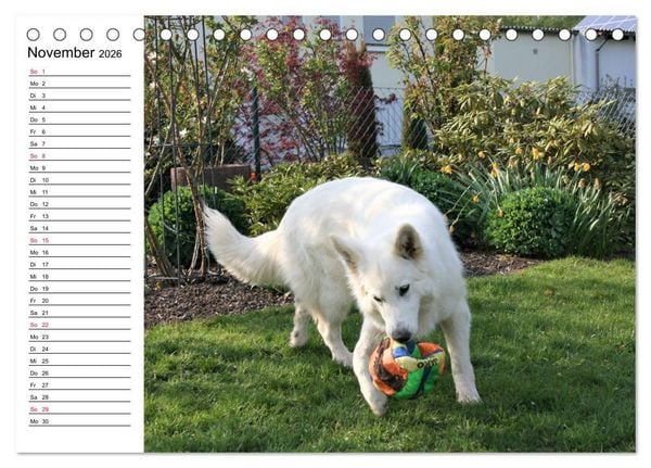 Produktbild: Berger Blanc Suisse - Wei&szlig;er Schweizer Sch&auml;ferhund (Tischkalender 2026 DIN A5 quer), CALVENDO Monatskalender