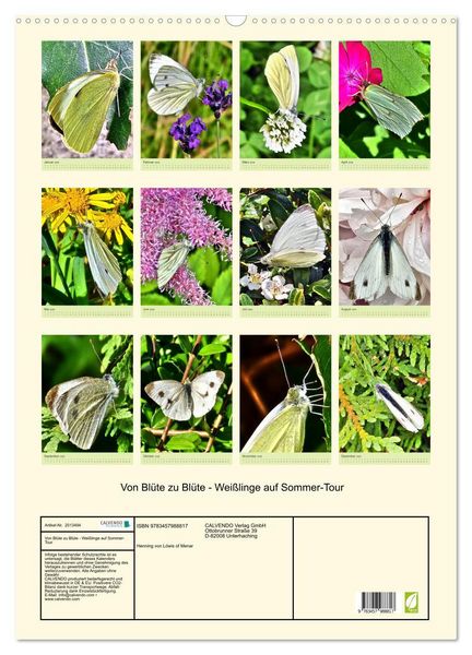 Produktbild: Von Bl&uuml;te zu Bl&uuml;te - Wei&szlig;linge auf Sommer-Tour (Wandkalender 2026 DIN A2 hoch), CALVENDO Monatskalender