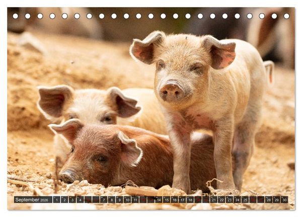 Produktbild: Korsika - s&uuml;&szlig;e, wilde Schweinchen (Tischkalender 2026 DIN A5 quer), CALVENDO Monatskalender