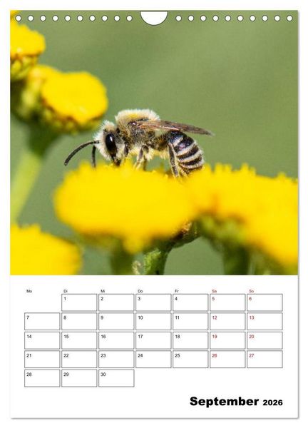 Produktbild: Insekten im Fokus (Wandkalender 2026 DIN A4 hoch), CALVENDO Monatskalender