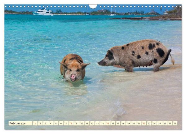 Produktbild: Schwimmende Schweine (Wandkalender 2026 DIN A3 quer), CALVENDO Monatskalender