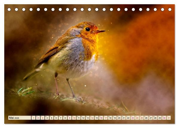 Produktbild: Bei uns im Garten - Rotkehlchen (Tischkalender 2026 DIN A5 quer), CALVENDO Monatskalender