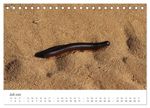 Produktbild: Namibia - Tierische Vielfalt (Tischkalender 2026 DIN A5 quer), CALVENDO Monatskalender