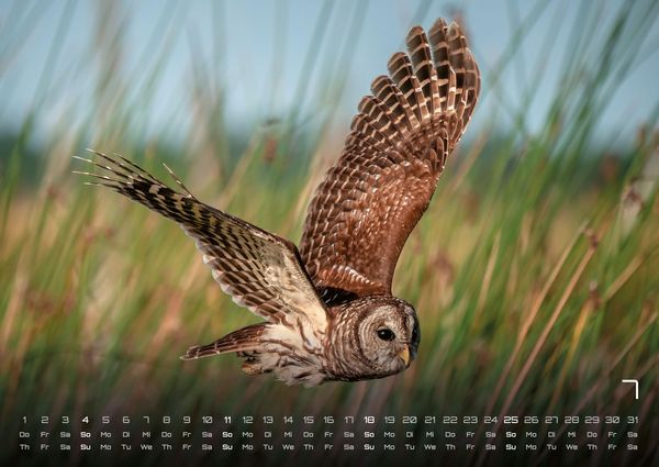 Produktbild: Eulen - W&auml;chter der Nacht - 2027 - Kalender DIN A2