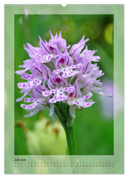 Produktbild: Deutschlands wilde Orchideen (hochwertiger Premium Wandkalender 2026 DIN A2 hoch), Kunstdruck in Hochglanz
