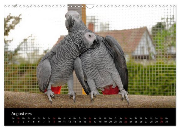 Produktbild: Graupapageien zum Verlieben (Wandkalender 2026 DIN A3 quer), CALVENDO Monatskalender