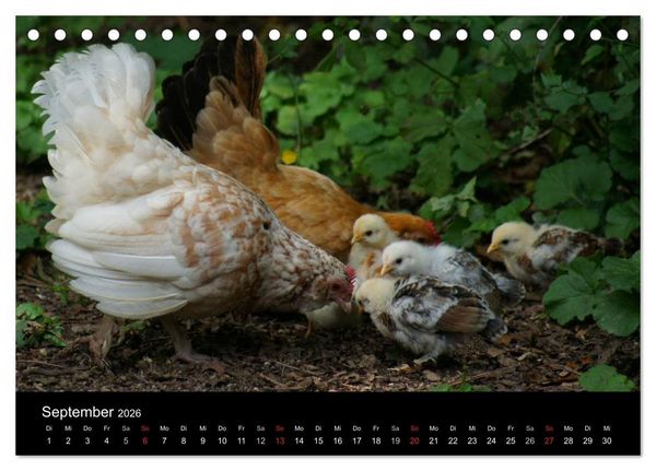 Produktbild: Die Welt der H&uuml;hner (Tischkalender 2026 DIN A5 quer), CALVENDO Monatskalender