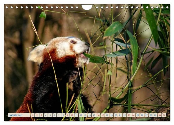 Produktbild: Kleiner Panda auf Entdeckungstour (Wandkalender 2027 DIN A4 quer), CALVENDO Monatskalender