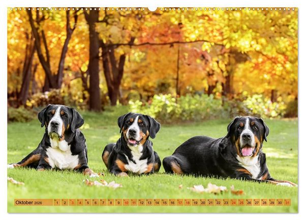 Produktbild: Gro&szlig;e Schweizer - Gigantische Sennenhunde (hochwertiger Premium Wandkalender 2026 DIN A2 quer), Kunstdruck in Hochglanz