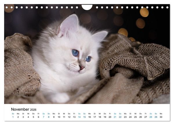 Produktbild: Heilige Birma Kitten - ein Traum auf wei&szlig;en Pf&ouml;tchen (Wandkalender 2026 DIN A4 quer), CALVENDO Monatskalender