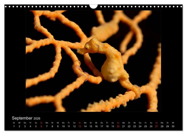 Produktbild: OCEAN - ART (Wandkalender 2026 DIN A3 quer), CALVENDO Monatskalender