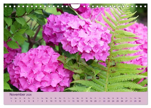 Produktbild: Hortensien 2026. Farbenpr&auml;chtige Impressionen aus dem Garten (Wandkalender 2026 DIN A4 quer), CALVENDO Monatskalender