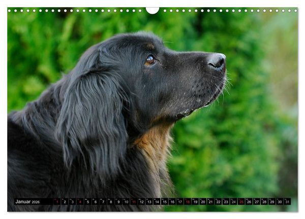 Produktbild: Mein bester Freund - Der Hovawart (Wandkalender 2026 DIN A3 quer), CALVENDO Monatskalender