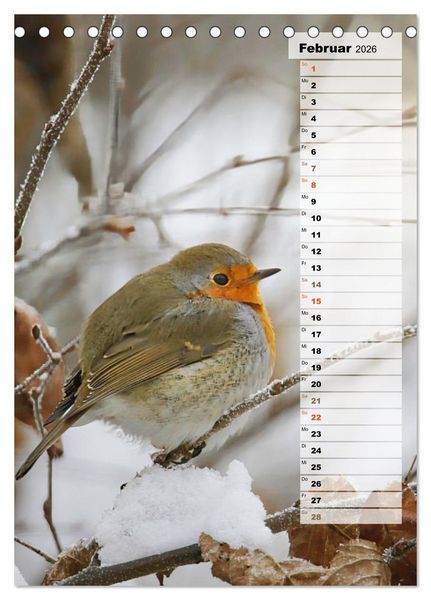 Produktbild: Niedliche Rotkehlchen (Tischkalender 2026 DIN A5 hoch), CALVENDO Monatskalender