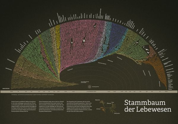 Produktbild: Stammbaum der Lebewesen